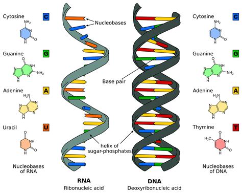 process of dna.